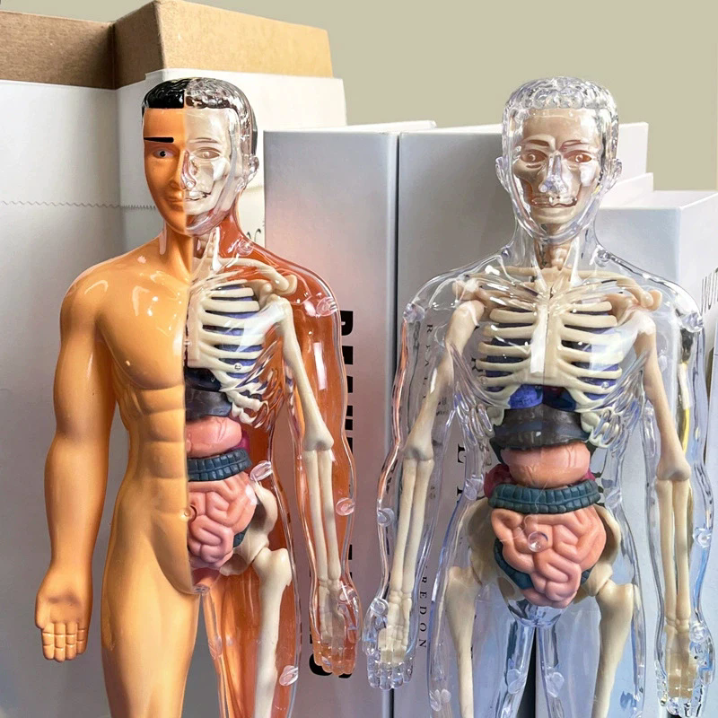 3D Human Skeleton Organ Anatom - مراجعة Model Kit Simulator وسعره