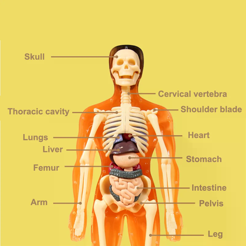 3D Human Skeleton Organ Anatom - مراجعة Model Kit Simulator وسعره
