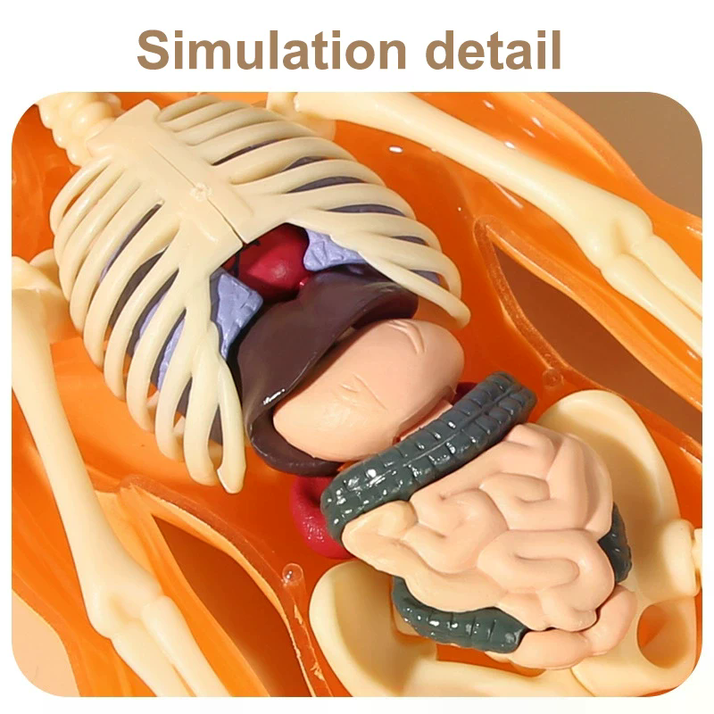 3D Human Skeleton Organ Anatom - مراجعة Model Kit Simulator وسعره