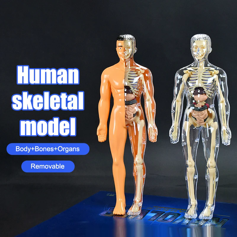 3D Human Skeleton Organ Anatom - مراجعة Model Kit Simulator وسعره